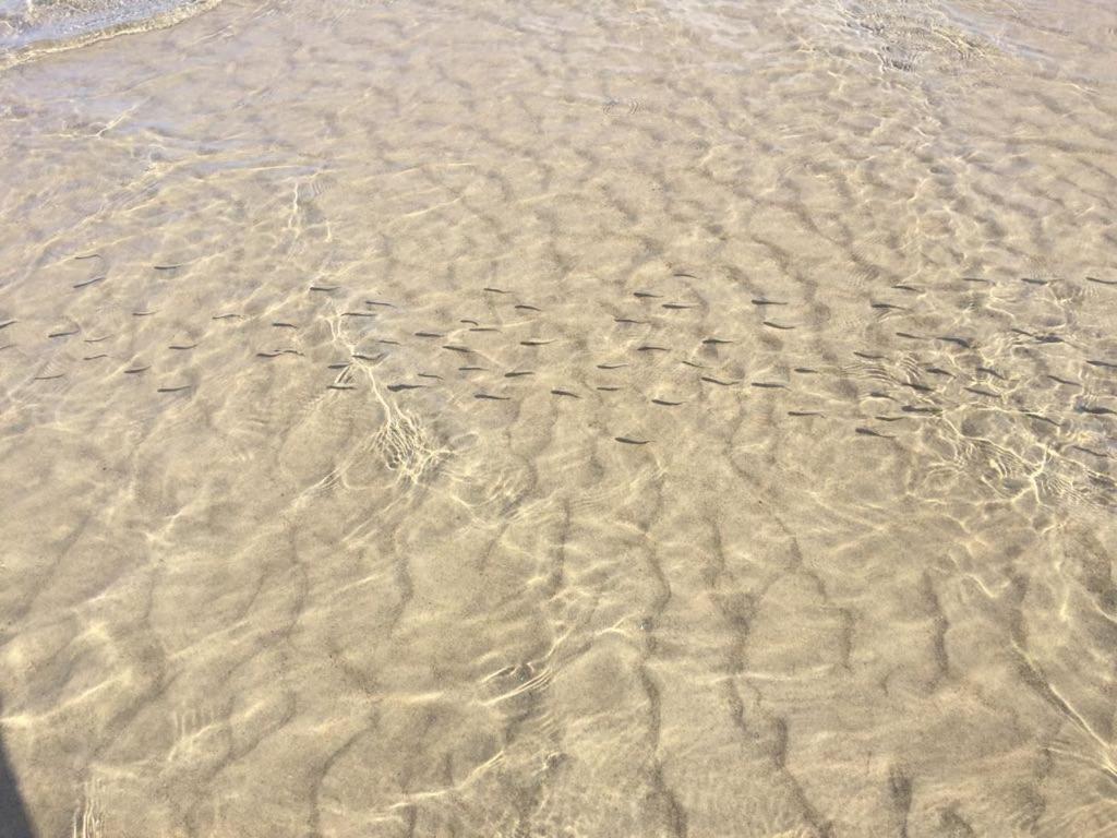 Perla blu Marzamemi Villa Bagian luar foto